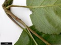 SpeciesSub: subsp. occidentalis SpeciesSub: subsp. occidentalis